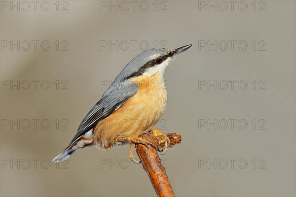 Eurasian nuthatch (Sitta europaea) sitting on a branch, Animals, Birds, Siegerland, North Rhine-Westphalia, Germany, Europe