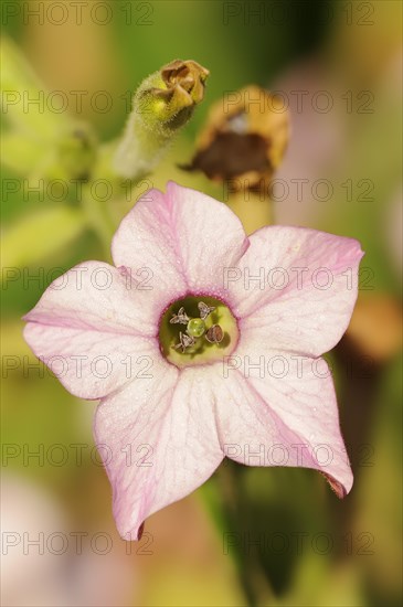 Ornamental tobacco (Nicotiana plumbaginifolia), flower, native to Central and South America