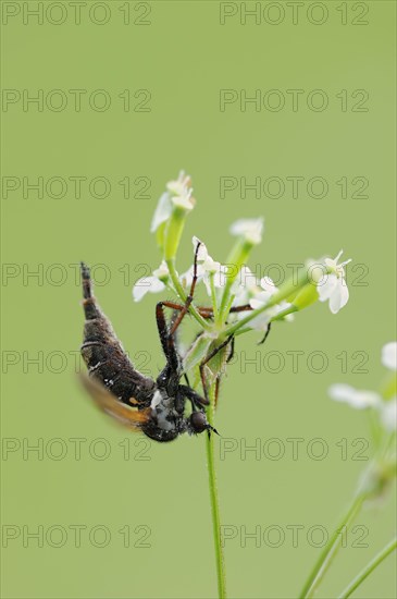 Empis tessellatav (Empis tessellata), North Rhine-Westphalia, Germany, Europe