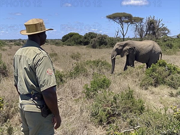 Elephant hunting in Africa, AI generated