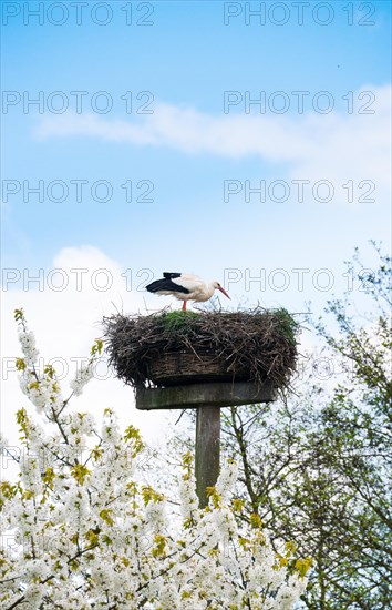 White stork (Ciconia ciconia) standing in the nest above blossoming branches of a cherry tree, wild cherry (Prunus avium), sweet cherry, cherry blossom, under the blue sky with white clouds, nesting aid, spring, spring, Allertal, Lower Saxony, Germany, Europe