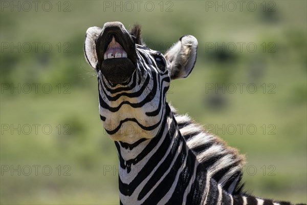 Plains zebra (Equus quagga), Funny Zebra, Addo Elephant National Park, Eastern Cape, South Africa, Africa