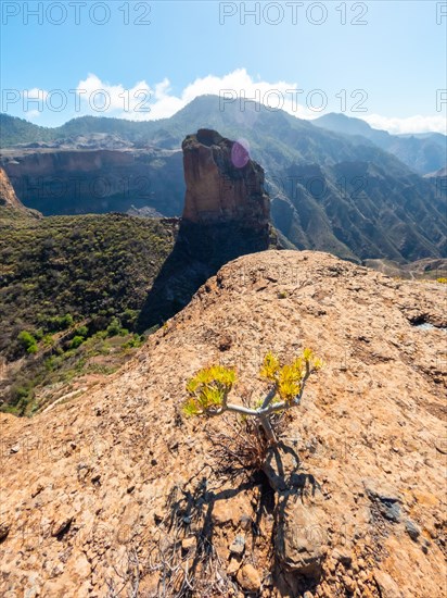 Small cactus at the Roque Palmes viewpoint near Roque Nublo in Gran Canaria, Canary Islands