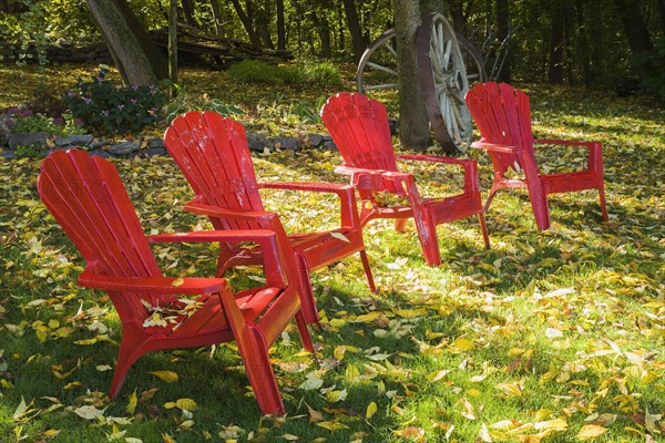 Four red Adirondack chairs on green grass lawn with fallen Fraxinus velutina, Velvet Ash tree leaves in backyard garden in autumn, Quebec, Canada. This image is property released. PR0190