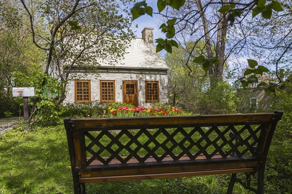 Old circa 1750 Canadiana style fieldstone house facade with brown stained wooden windows, door and Tulipa, Tulips in front yard in spring, Quebec, Canada, North America