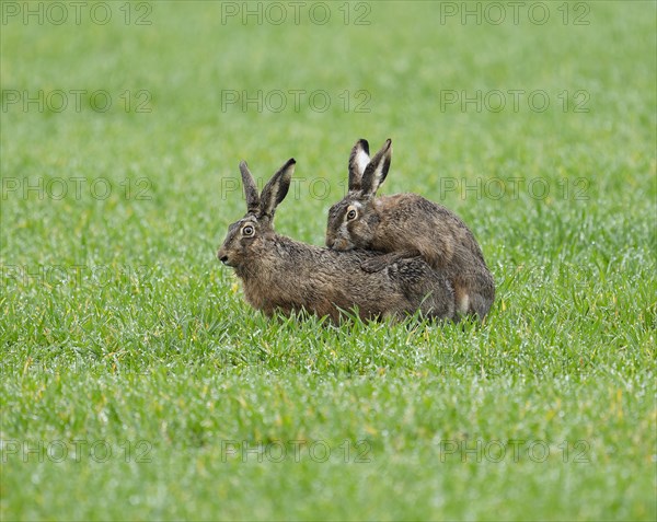 European hare (Lepus europaeus), mating, copula on a grain field, wildlife, Thuringia, Germany, Europe