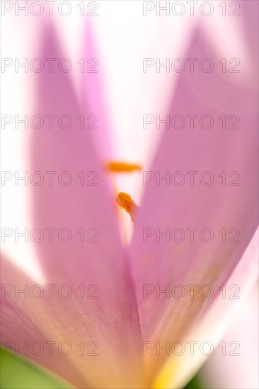 Detail of the stamen in an meadow saffron (Colchicum autumnale) . Alsace, East, France, Europe