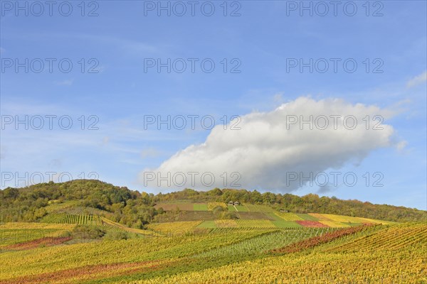 View of autumnal vineyards on the Roemerberg, Roman burial chamber, blue cloudy sky, wine village Nehren, Moselle, Rhineland-Palatinate, Germany, Europe