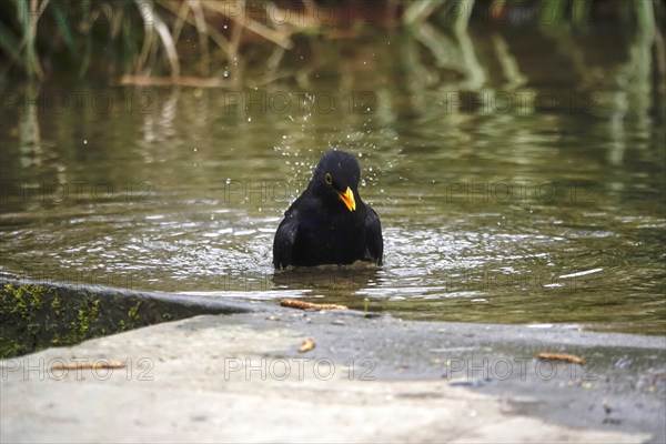 Blackbird taking a water bath, spring, Germany, Europe