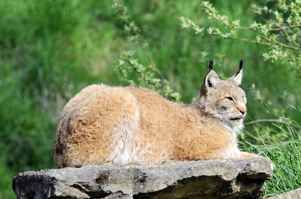 Lynx (Lynx lynx), Animal park, Captive, A calm lynx rests on a rock and looks into the distance, Animal park, Bavaria, Germany, Europe