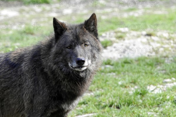 Mackenzie valley wolf (Canis lupus occidentalis), Captive, Germany, Europe, A dark wolf makes eye contact with the camera in front of a blurred background, Tierpark, Baden-Wuerttemberg, Europe