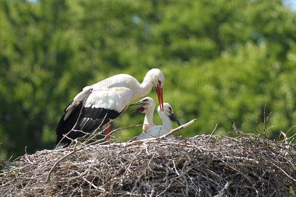 White stork (Ciconia ciconia) Old bird shields its young from strong sunlight with open wings, southern Sweden, Sweden, Europe