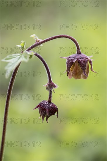 Water avens (Geum rivale), Emsland, Lower Saxony, Germany, Europe
