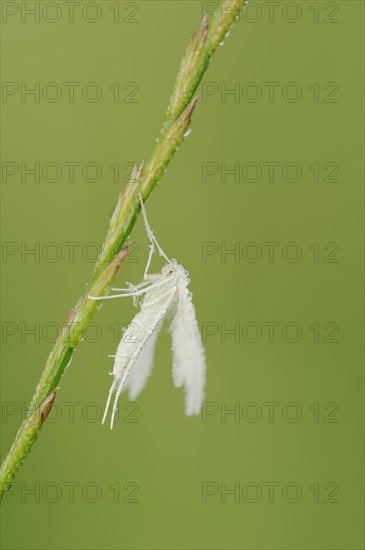 White bindweed moth or sloe ghost (Pterophorus pentadactyla, Pterophorus pentadactylus) with dewdrops, North Rhine-Westphalia, Germany, Europe