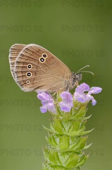 Ringlet (Aphantopus hyperantus), North Rhine-Westphalia, Germany, Europe