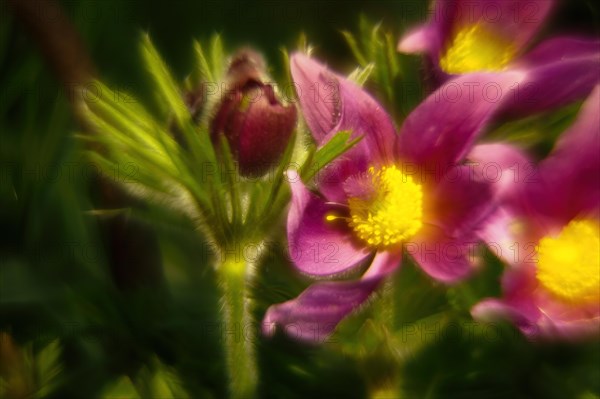 Macro photograph of a Pulsatilla vulgaris, also known as cowbell, surrounded by blur, Hesse, Germany, Europe