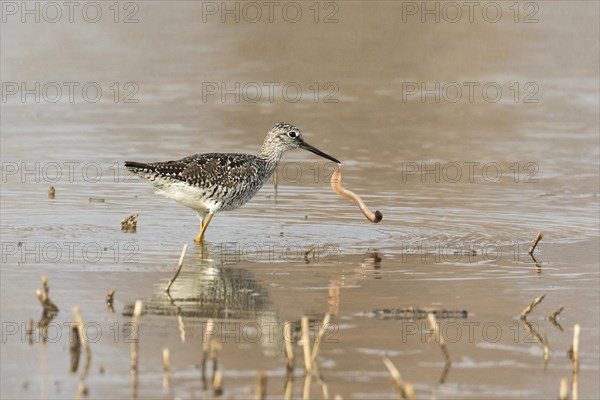 Greater yellowlegs (Tringa melanoleuca) eating a worm, La Mauricie national park, province of Quebec, Canada, AI generated, North America