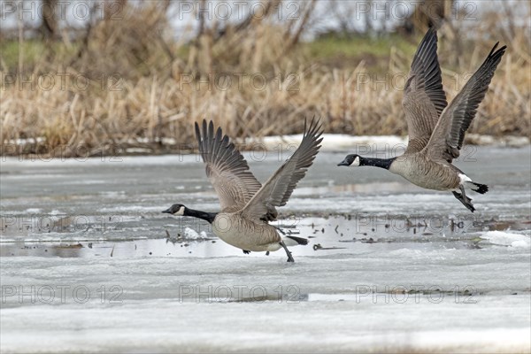 Canada geese (branta canadensis), pair taking off on a frozen marsh, Lac Saint-Pierre biosphere reserve, province of Quebec, Canada, AI generated, North America