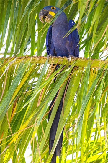 Hyacinth Macaw (Anodorhynchus hyacinthinus) Pantanal Brazil