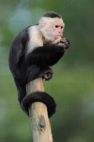 White-shouldered capuchin monkey or white-headed capuchin (Cebus capucinus), captive, occurring in South America