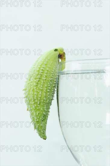 Common milkweed (Asclepias syriaca), fruit as a decorative parrot on a wine glass