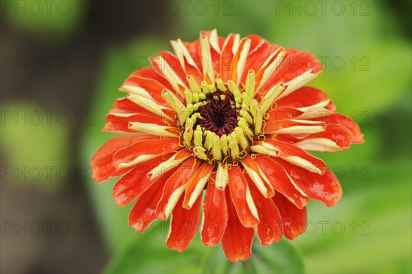 Zinnia (Zinnia elegans, Zinnia violacea), flower, ornamental plant, North Rhine-Westphalia, Germany, Europe