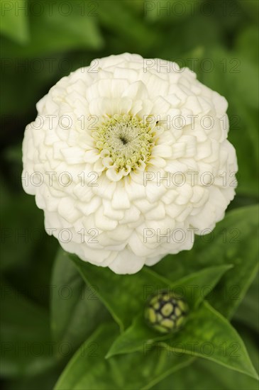 Zinnia (Zinnia elegans, Zinnia violacea), flower, ornamental plant, North Rhine-Westphalia, Germany, Europe