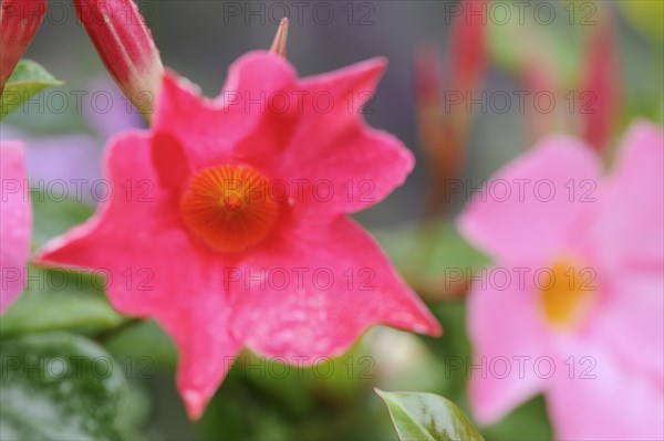 Mandevilla (Dipladenia sanderi, Mandevilla sanderi), flower, ornamental plant, North Rhine-Westphalia, Germany, Europe