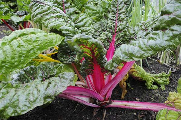 Red chard (Beta vulgaris subsp. vulgaris), North Rhine-Westphalia, Germany, Europe