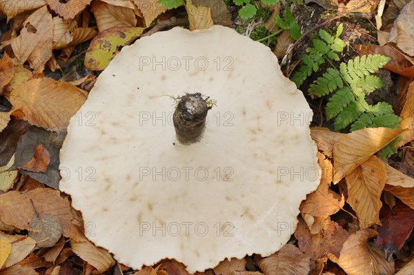 Chestnut-brown stem porling or black-red porling (Picipes badius, Polyporus badius), underside, autumn, North Rhine-Westphalia, Germany, Europe
