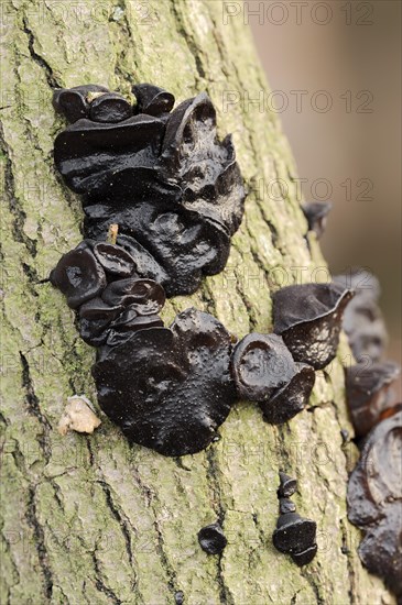 Warty glandular or warty black glandular (Exidia nigricans, Exidia plana), North Rhine-Westphalia, Germany, Europe