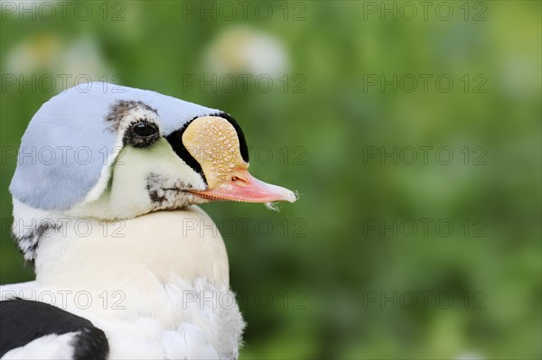 King eider (Somateria spectabilis), male, portrait, captive, Hesse, Germany, Europe