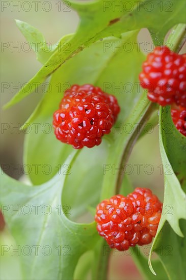 Strawberry spinach (Chenopodium foliosum, Blitum virgatum), fruit, vegetable and ornamental plant, North Rhine-Westphalia, Germany, Europe