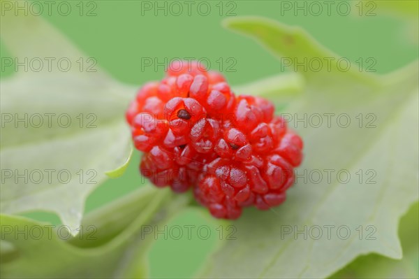 Strawberry spinach (Chenopodium foliosum, Blitum virgatum), fruit, vegetable and ornamental plant, North Rhine-Westphalia, Germany, Europe