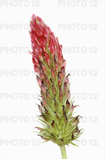 Purple clover or purple clover (Trifolium rubens) against a white background, North Rhine-Westphalia, Germany, Europe