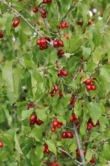 Cornelian cherry (Cornus mas), branch with fruit, North Rhine-Westphalia, Germany, Europe