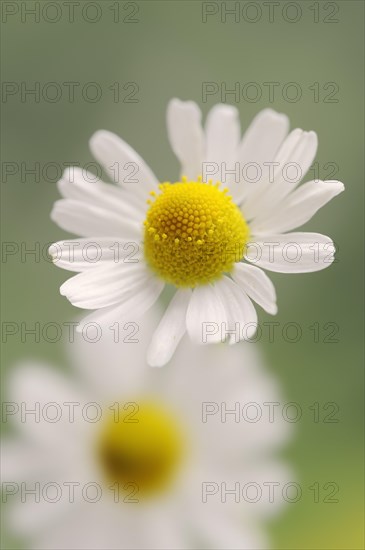 Chamomile (Matricaria recutita, Matricaria chamomilla), flower, medicinal plant, North Rhine-Westphalia, Germany, Europe