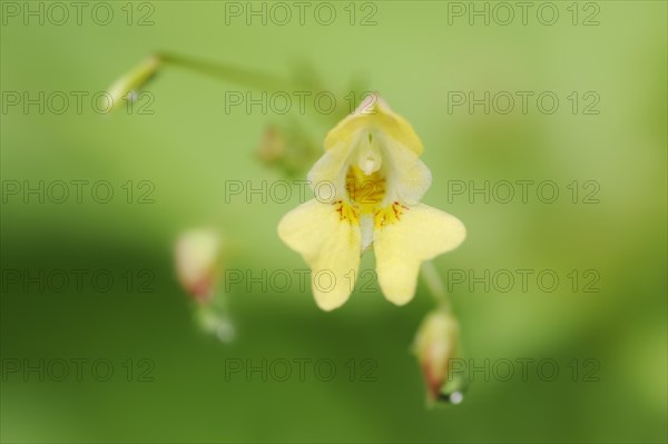 Lesser balsam or small-flowered touch-me-not (Impatiens parviflora), flower, North Rhine-Westphalia, Germany, Europe