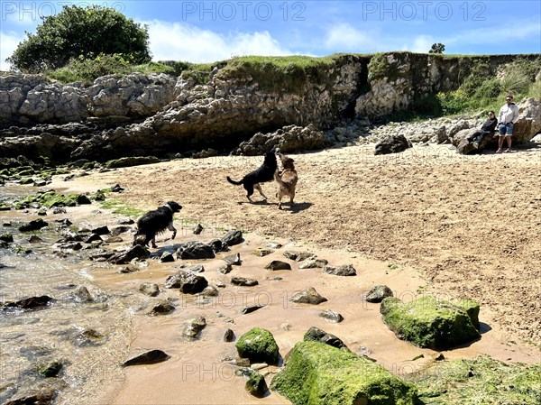 Image of dogs playing and running through the sand on the beach
