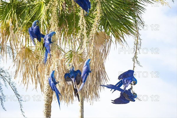 Hyacinth Macaw (Anodorhynchus hyacinthinus) Pantanal Brazil