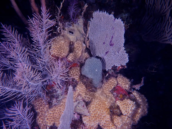 Common sea fan (Gorgonia ventalina), soft corals and stony corals at night. Dive site John Pennekamp Coral Reef State Park, Key Largo, Florida Keys, Florida, USA, North America