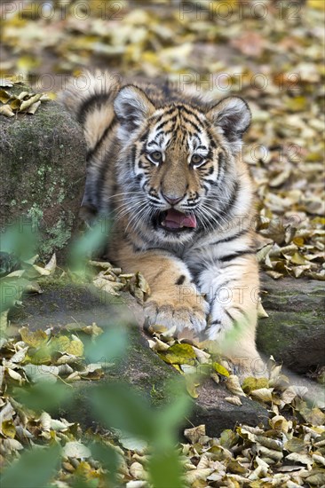A young tiger resting on a ground covered with autumn leaves, Siberian tiger, Amur tiger, (Phantera tigris altaica), cubs