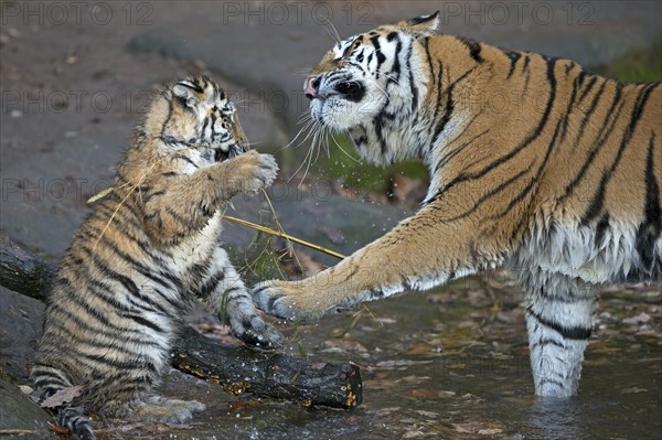 Two tigers playfully interacting with a stick in the water, Siberian tiger, Amur tiger, (Phantera tigris altaica), cubs