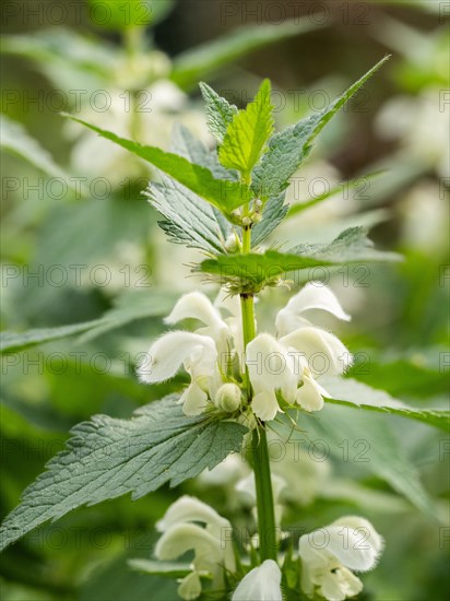 White nettle (Lamium album) in bloom, Leoben, Styria, Austria, Europe