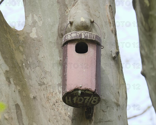 Stock dove nesting box on a plane tree, Rosensteinpark, Stuttgart, Baden-Wuerttemberg, Germany, Europe