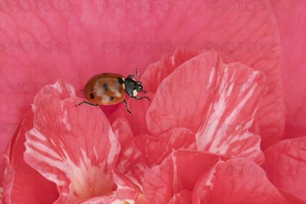 Seven-spot ladybird (Coccinella septempunctata) adult on a garden Camellia flower in spring, England, United Kingdom, Europe