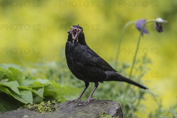 Blackbird (Turdus merula) with earthworms in its beak, Emsland, Lower Saxony, Germany, Europe