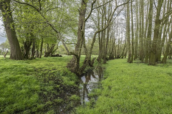 Alder quarry forest (Alnus glutinosa), Emsland, Lower Saxony, Germany, Europe