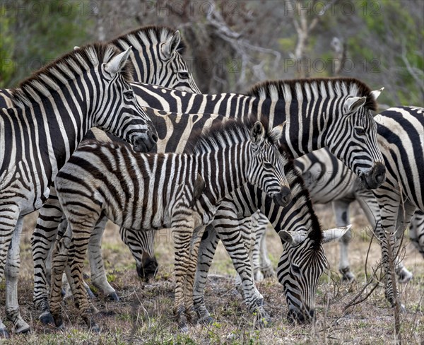 Group of plains zebras (Equus quagga) with young, African savannah, Kruger National Park, South Africa, Africa