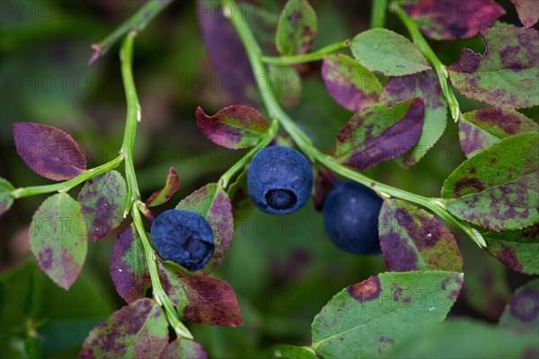 European blueberry (Vaccinium myrtillus), Blueberries, Finland, Europe